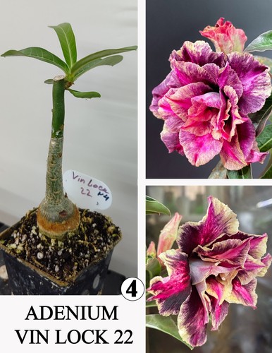 Adenium vin lock rosa di - vin, n4
