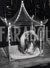 Foto vintage Animali, un cane pechinese, stampa 21 x 15 cm