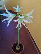 Hippeastrum LPn4 X White Nile - 7 seeds, Amaryllis