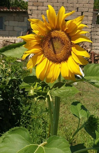 Girasole grammi semi - girasole,, 10