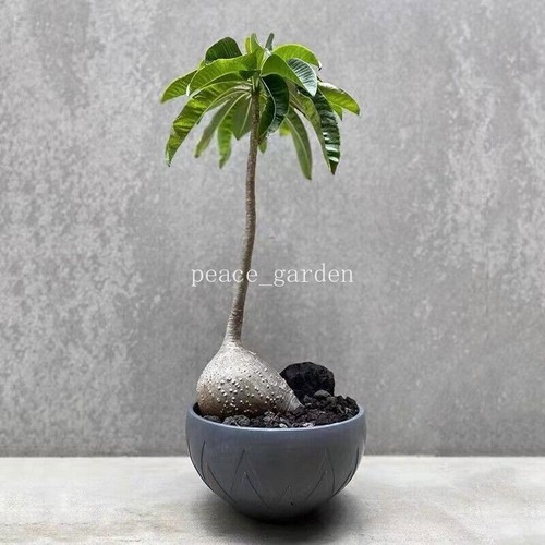Pachypodium decaryi rara
