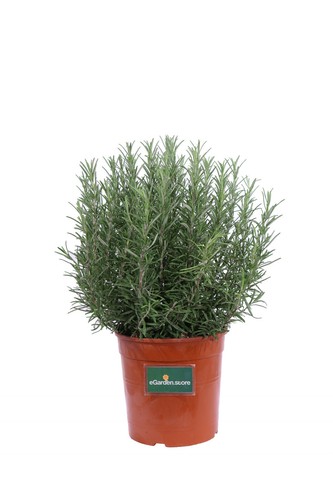 Pianta rosmarino eretto - rosmarino,