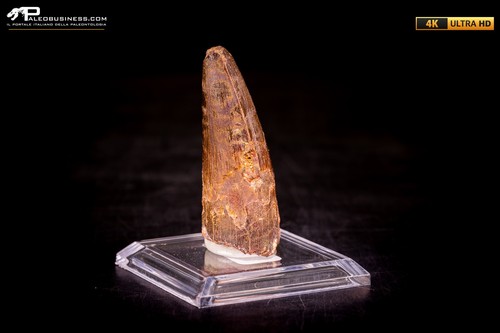 Dente spinosaurus - dente,