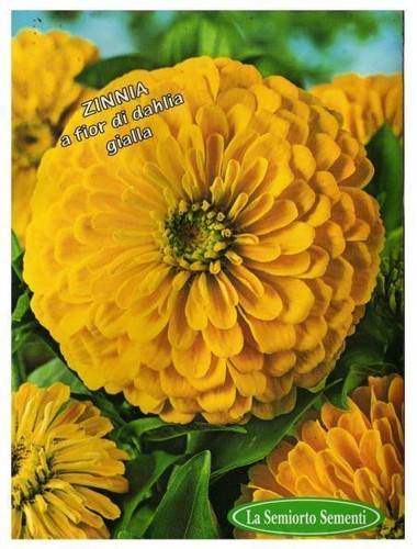 200 semi seeds zinnia - 200, fior