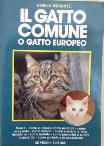 Gatto comune o - "il,