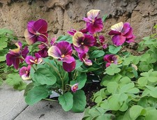 Violette del pensiero x 7  - Sconti per Fioristi e Aziende