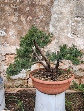 Bonsai Tasso