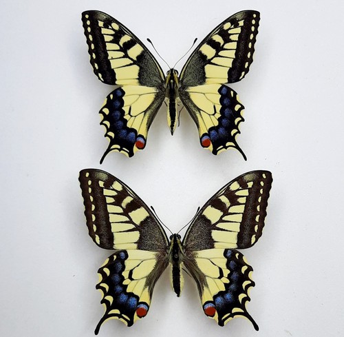 Papilio machaon francia - machaon, a1+