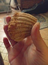 Conchiglia Fossile Preistorica incastonata nel tufo