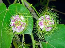 Passiflora gossypiifolia 10