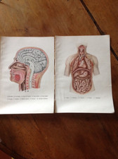 Lotto N. 2 Stampe Anatomica