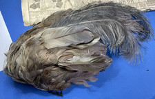 set piume struzzo - FONDO