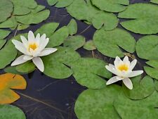 NINFEE BIANCHE Nymphaea alba