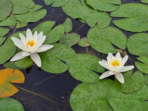 Ninfee bianche nymphaea - ninfee,