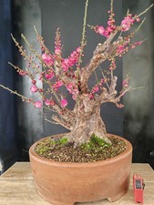 bonsai di  prunus mume h 52 cm
