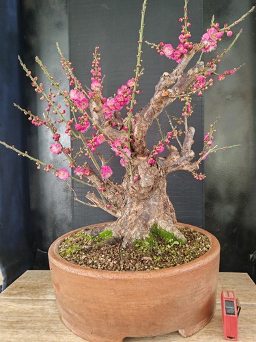 Bonsai prunus mume - di,
