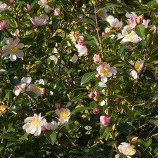 Camelia rosa "Camellia
