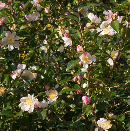 Camelia rosa camellia - rosa, "camellia