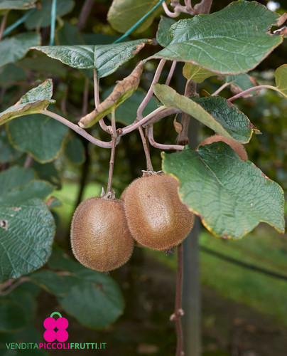 Pianta kiwi jenny - di,