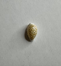 Cypraea Cribraria Taitae