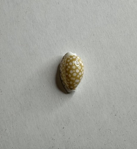 Cypraea cribraria taitae - cypraea,