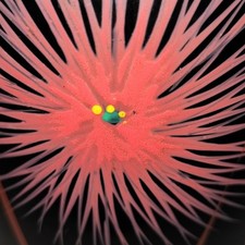 Vaso in vetro Ovoide FG