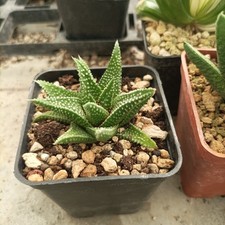 Haworthia  hard Leaf Nagoriyuki??
