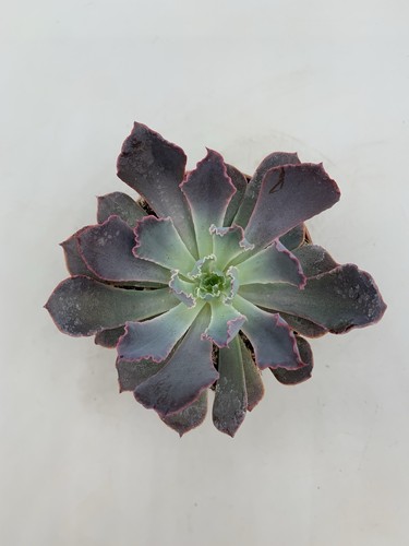 Echeveria purple dance pot - purple,