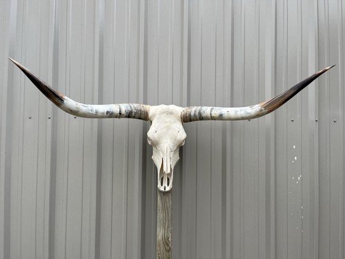 Longhorn teschio sterzo - longhorn,
