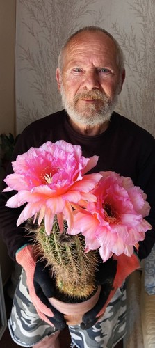 Trichocereus-Echinopsis-Hybrid