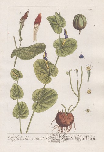 Aristolochia osterluzei - aristolochia,