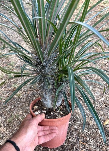 Pachypodium geayi cactus - pachypodium,