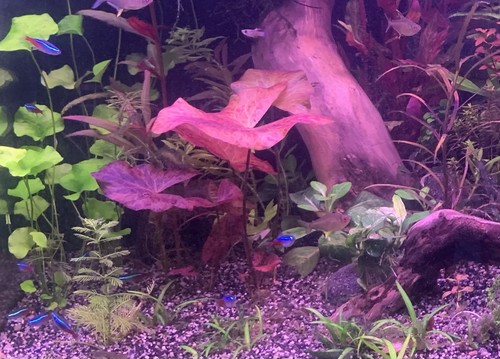 Pianta piante acquario dolce - piante,