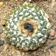 ARIOCARPUS KOTSCHOUBEYANUS v. ALBIFLORUS from seed 3,9 CM! euphorbia aztekium