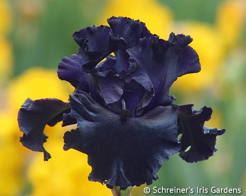 Iris black mirror - iris, tb