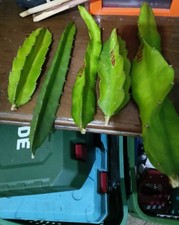 Pianta Talee Pitaya Miraya Tesoro Hybridum Circa 20-30cm Non Radicate