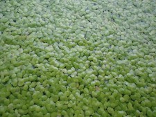 Alimento Koi biologico