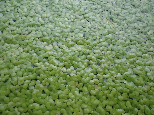 Alimento koi biologico - alimento,