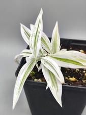 Dracaena Surculosa 'Mike
