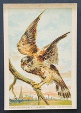 Immagine cromata CRESCERELLA