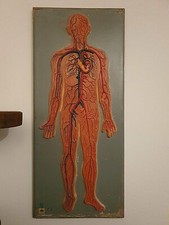Modello anatomico didattico