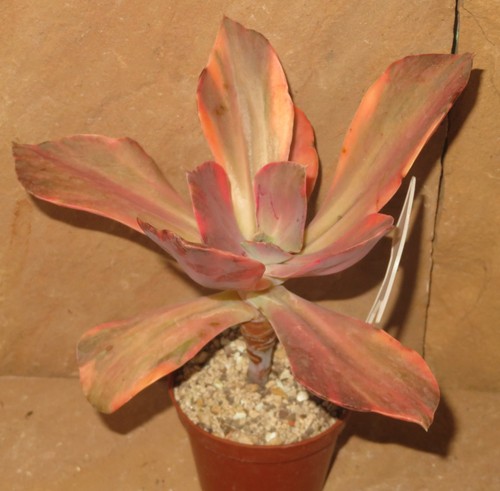 Echeveria suyon frill - cv,