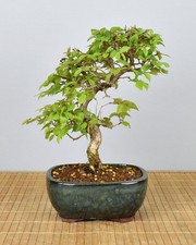 Bonsai da esterno, coreano