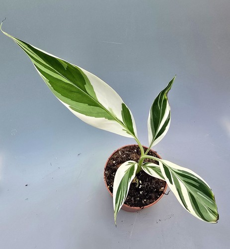 Bellissima musa variegata - bellissima,