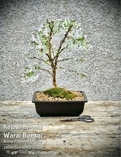 Prunus incisia "Kojou-no-mai"