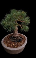 Bonsai pinus parviflora - bonsai,