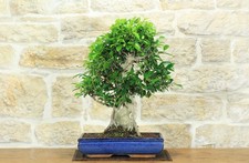 Bonsai di Ficus Retusa (179)