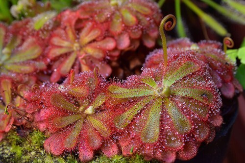 Drosera aliciae pianta - drosera,