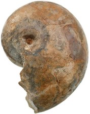 Dogger Cenoceras froodi Raro