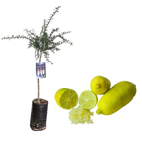 Pianta finger lime - pianta, di